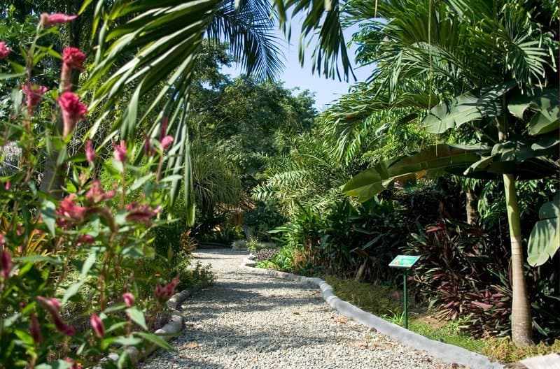 The botanical garden at Tree House Lodge — over 50 species of palm and the largest Heliconia collection on the southern Caribbean coast