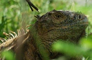 Green iguana basking on the path to the Tree House Lodge beach