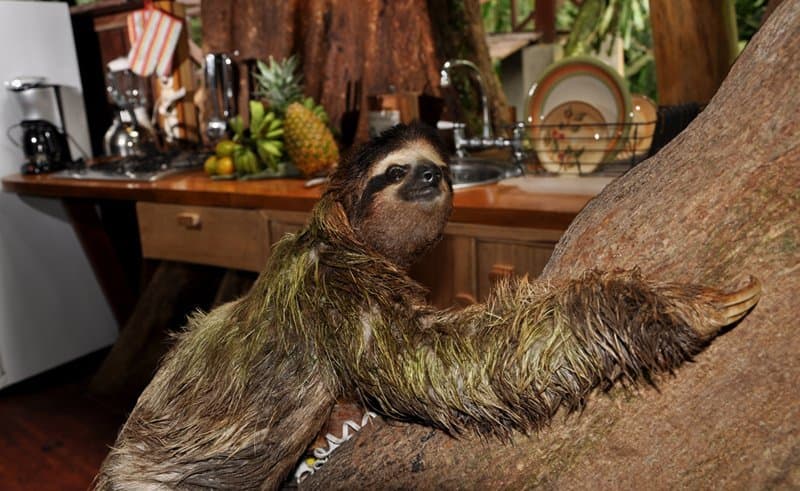 Three-toed sloth hanging in a Cecropia tree on the Tree House Lodge estate